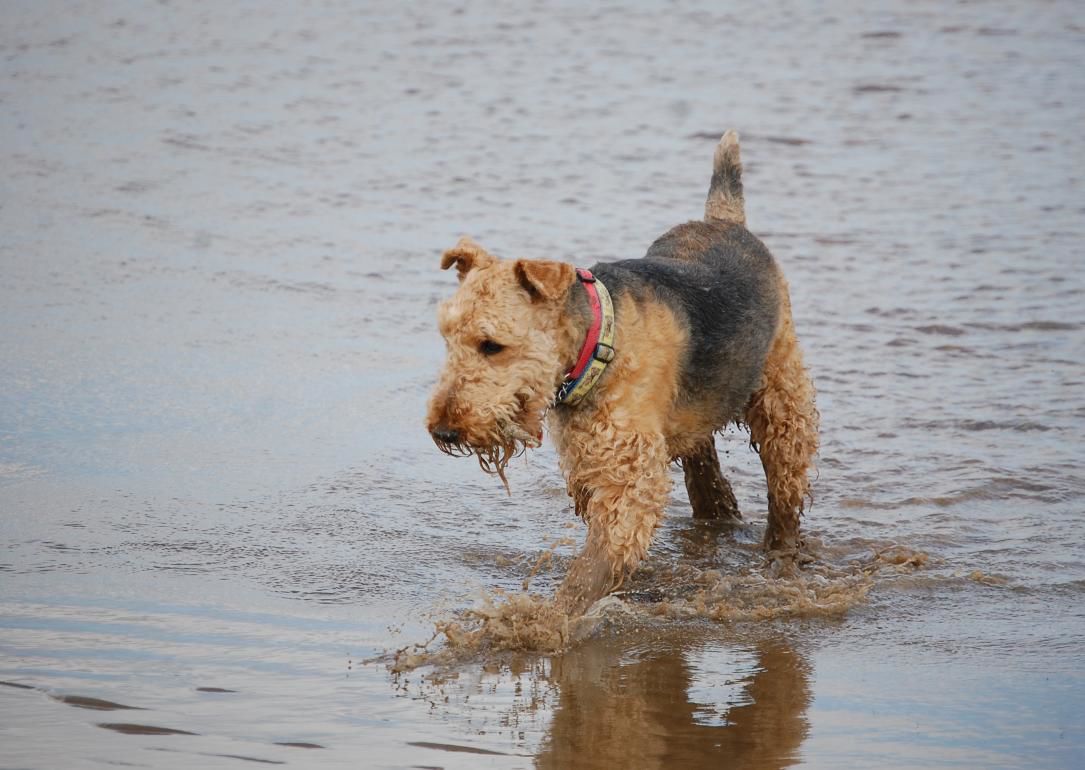 #28. Welsh terrier